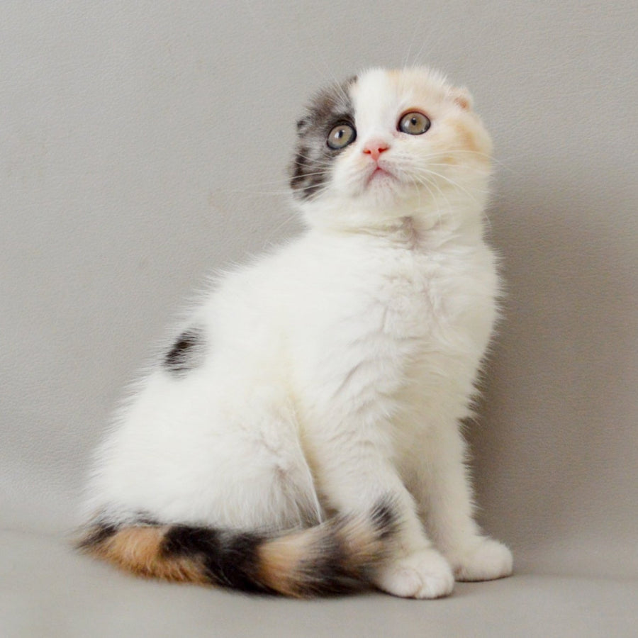 Wyomy Scottish Fold female, black tortie silver tabby van