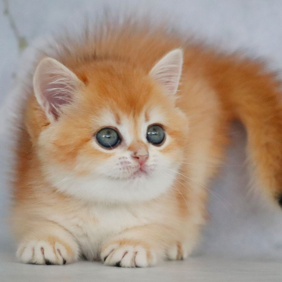 Zadava British Shorthair female, black golden chinchilla