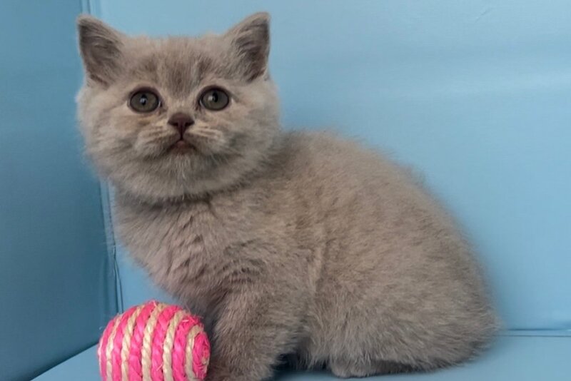 Yarina British Shorthair female lilac - live animals