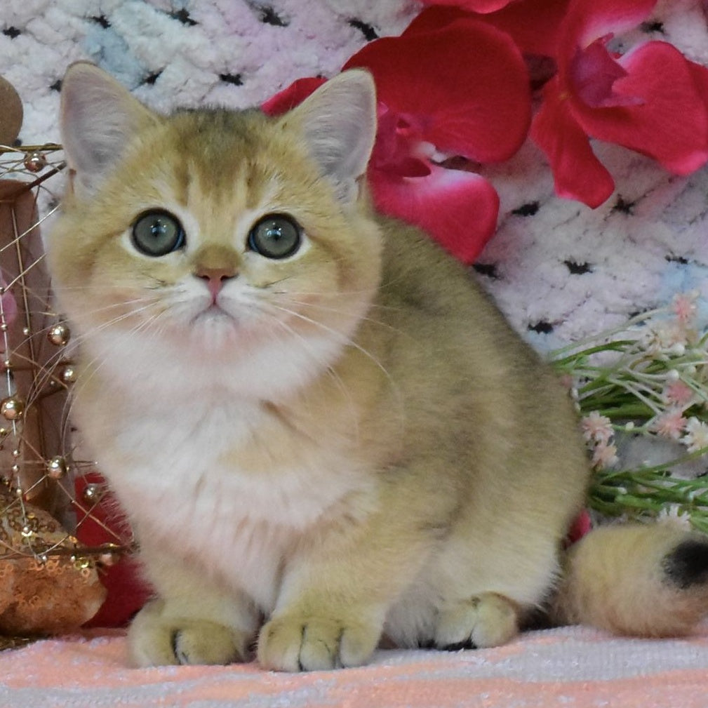 Honey British Shorthair female, black golden shaded