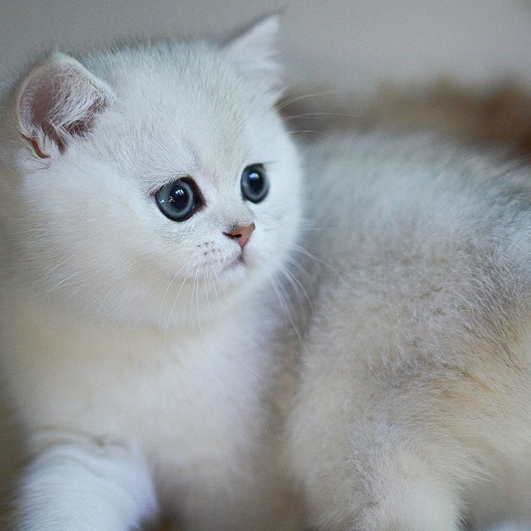 Charm British Shorthair male, black silver shaded
