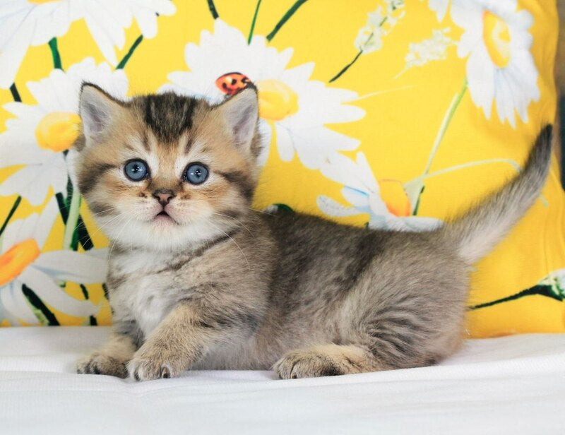 Tiffany Munchkin female, black ticked tabby