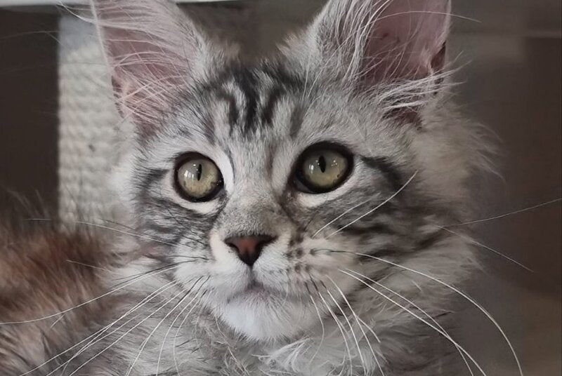 Clinta Maine Coon female black silver tabby - live animals