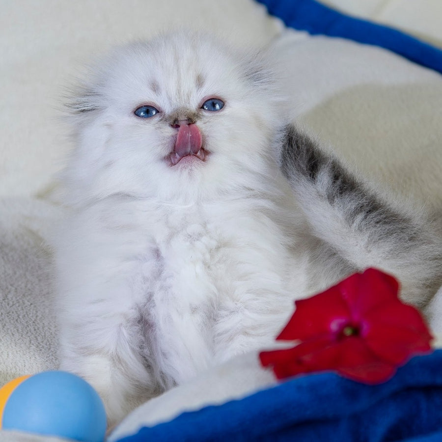 Cleopatra Scottish Fold female, black silver tabby pointed