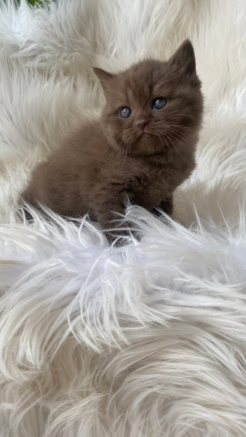 Zlata British Shorthair female chocolate - live animals