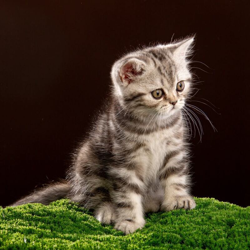 Nicole Scottish Straight female black silver tabby - live animals