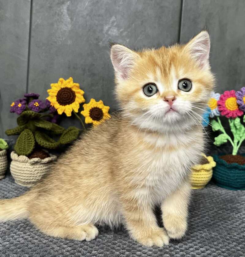 Jenny Scottish Straight female black golden spotted tabby live animals