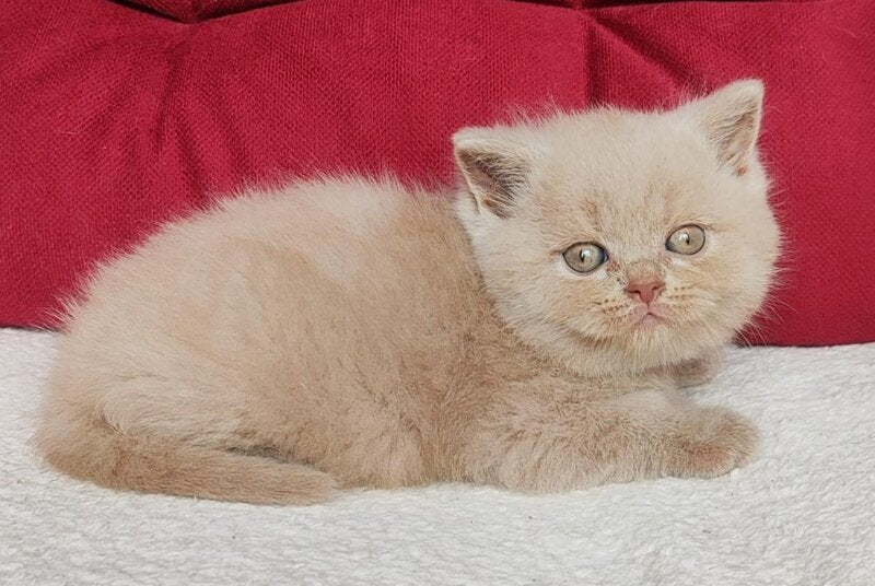 Utred British Shorthair male fawn - live animals