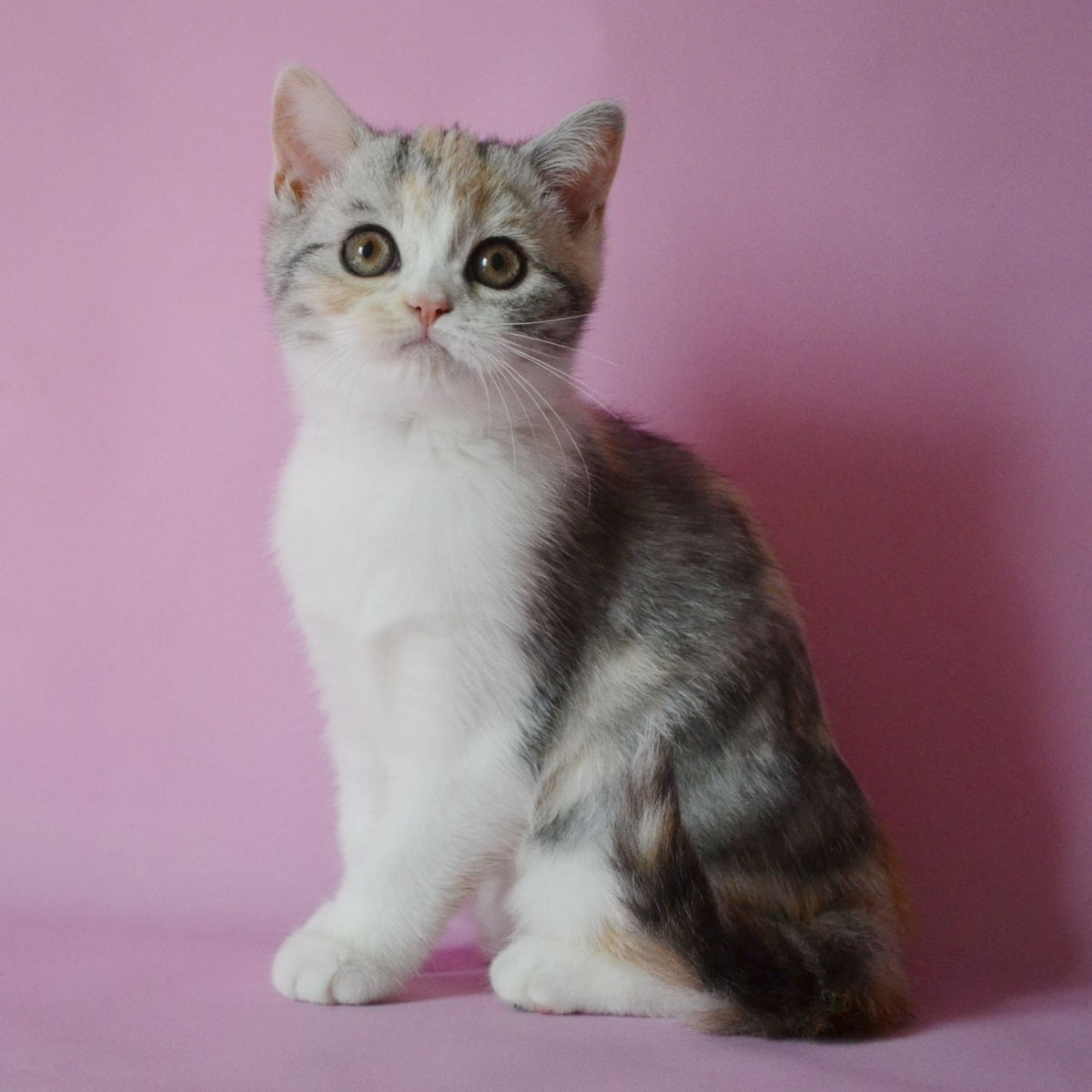 Samanta Scottish Straight female, black tortie silver tabby bicolour