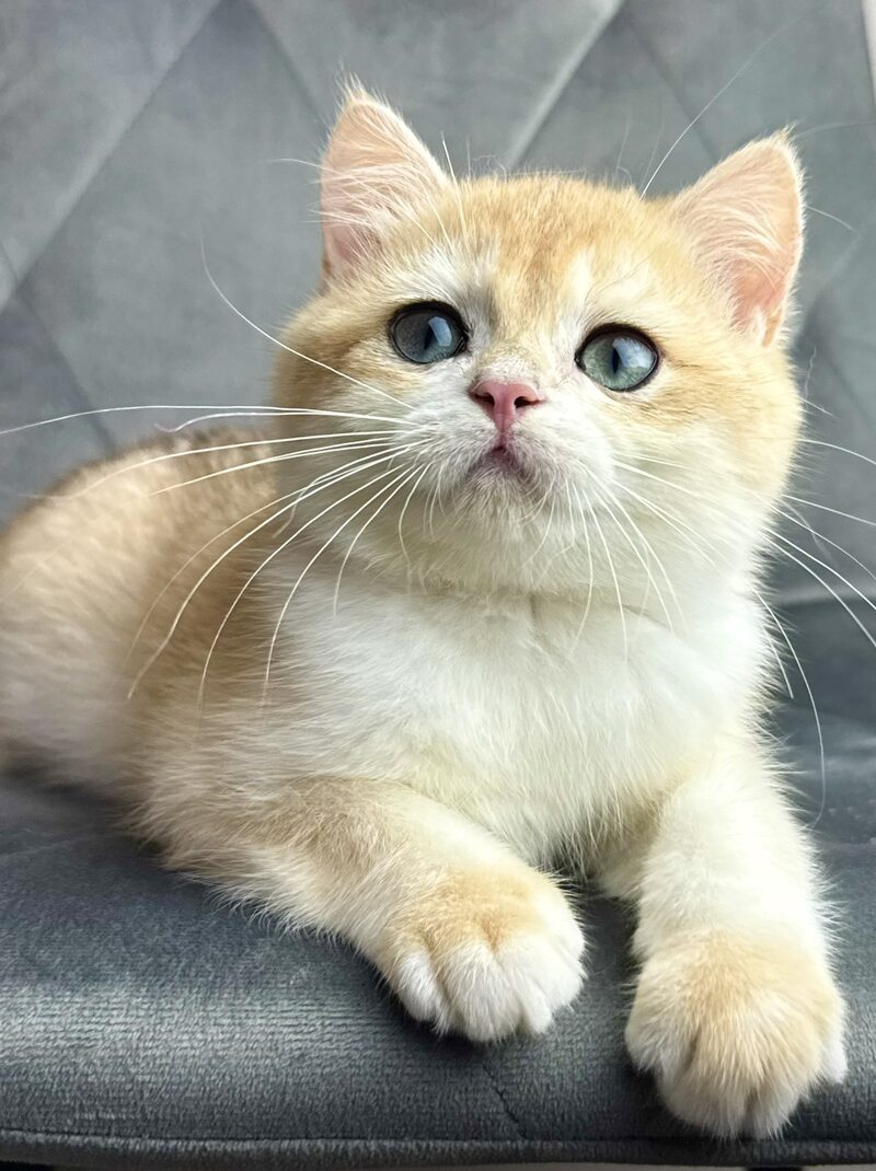 Ike British Shorthair male black golden chinchilla - live animals