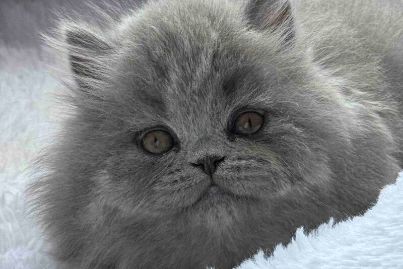 Yasia Scottish Straight female, blue