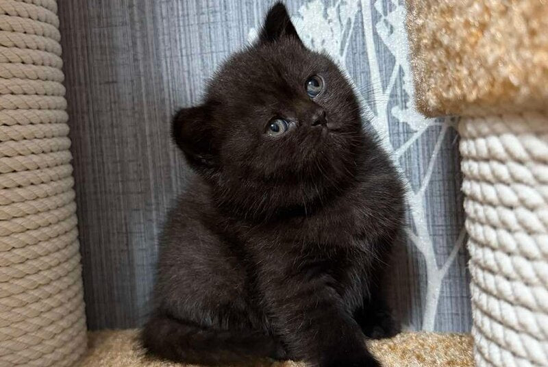 Baghira Scottish Straight female black - live animals