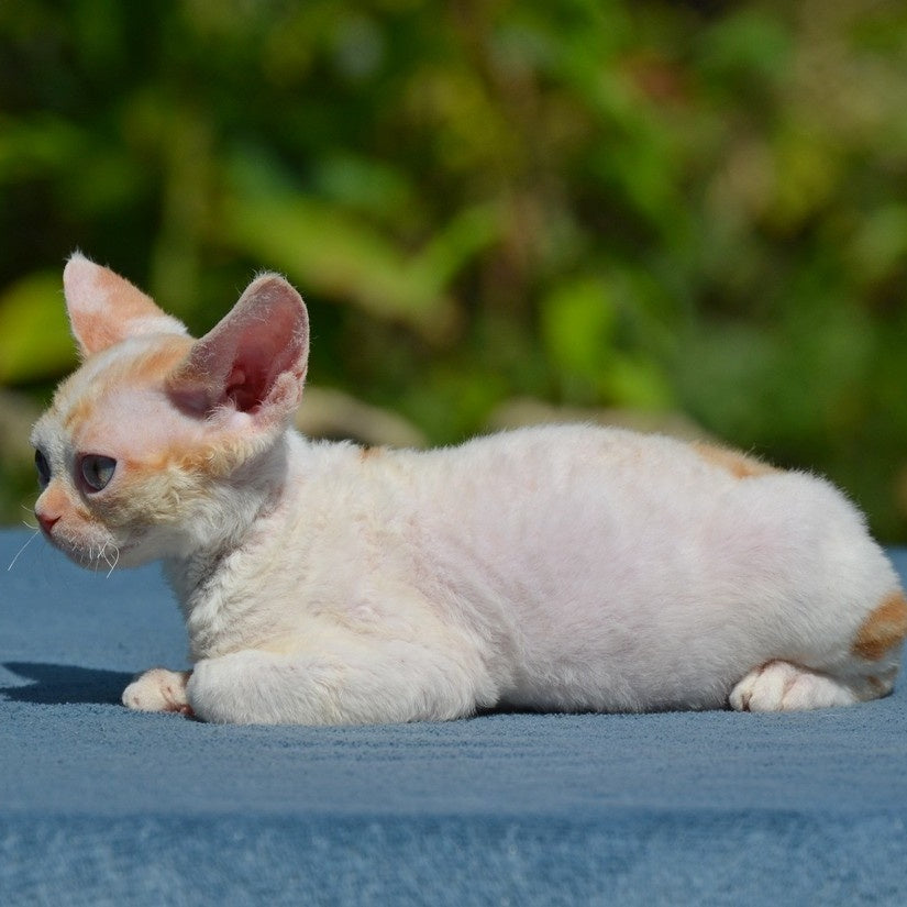 Garold Devon Rex male, red tabby harlequin