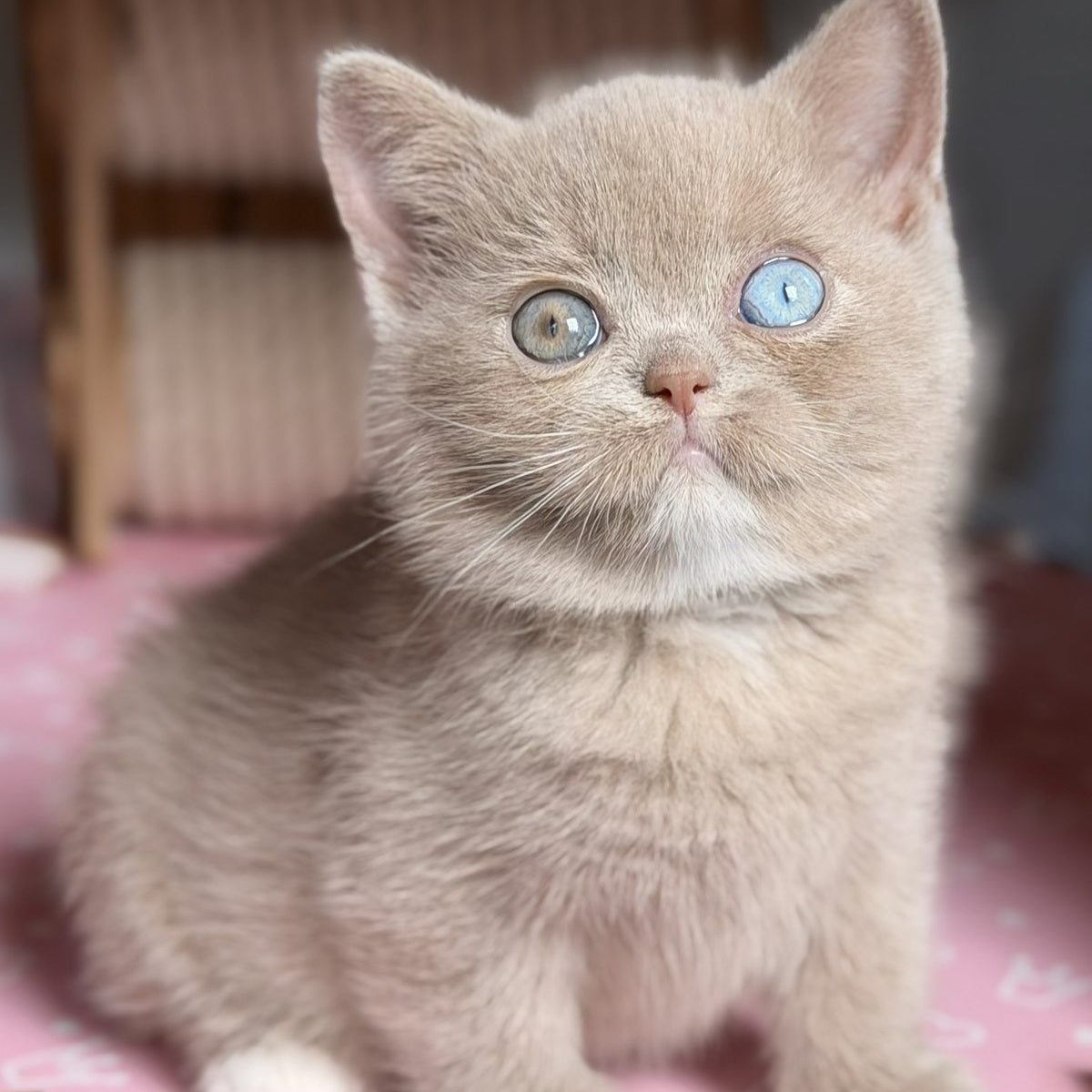 Soleil British Shorthair female, fawn with white