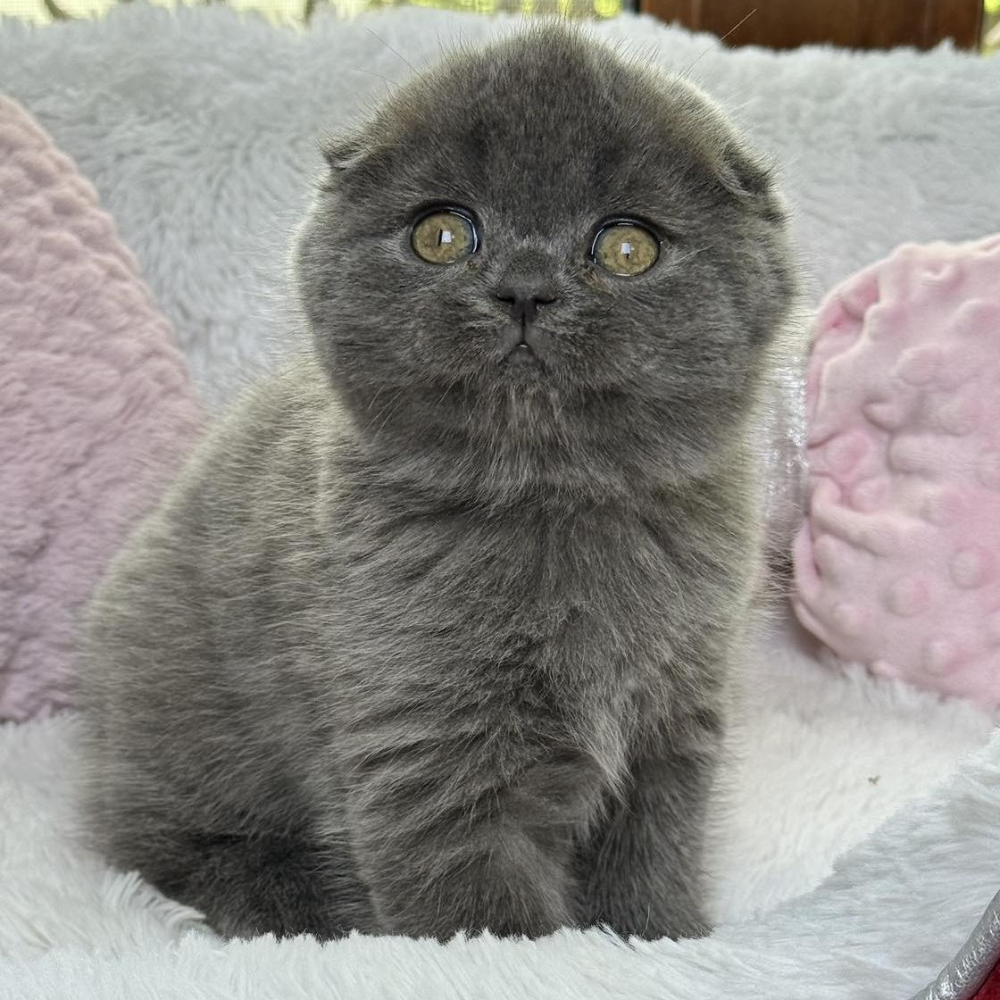 Xenia Scottish Fold female, blue