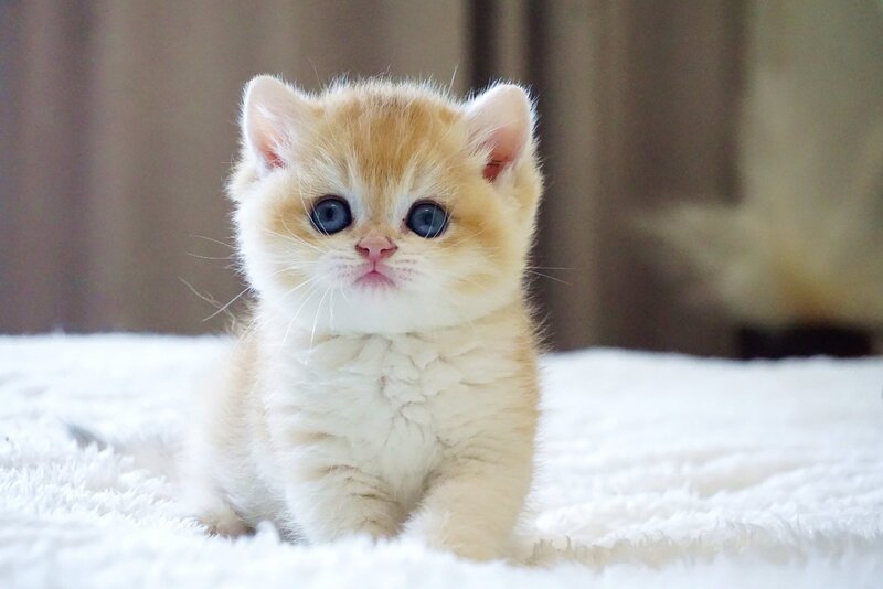 Den British Shorthair male, black golden chinchilla
