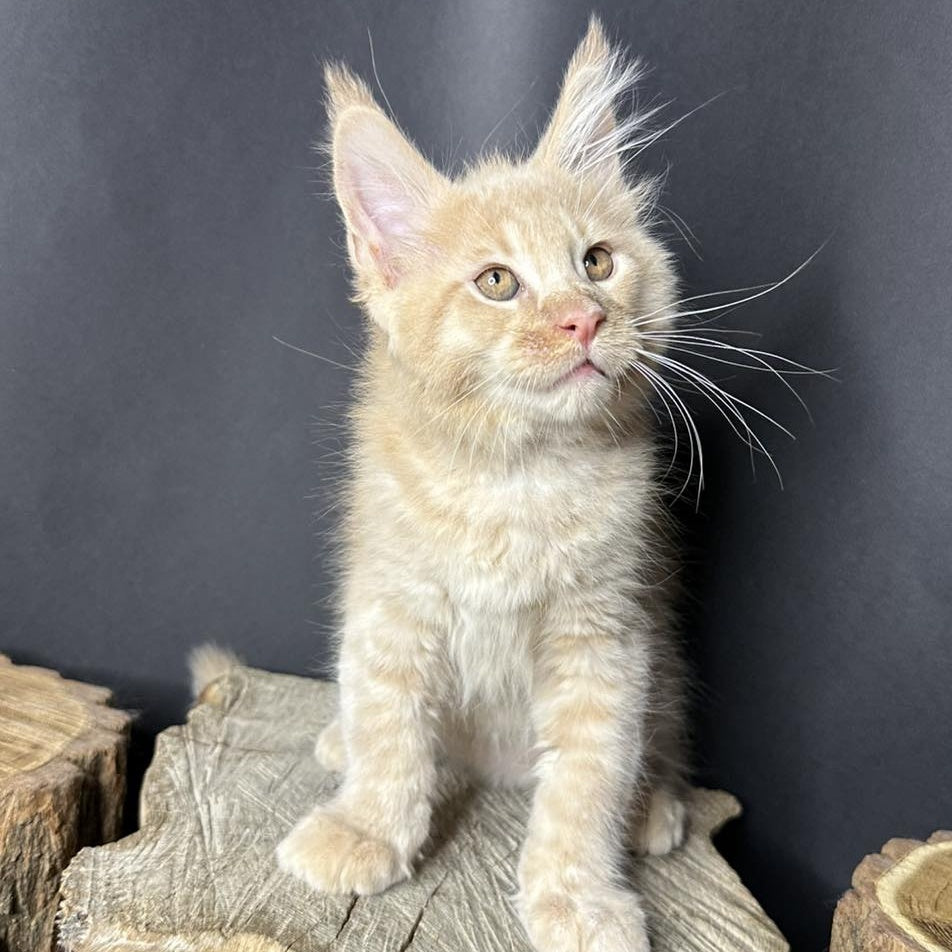 Pluto Maine Coon male, cream bicolour