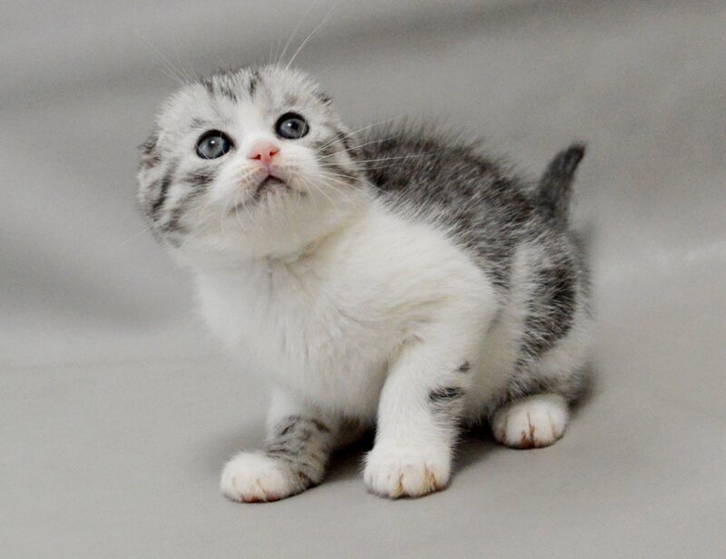 Vatson Scottish Fold male black silver spotted tabby bicolour - live animals