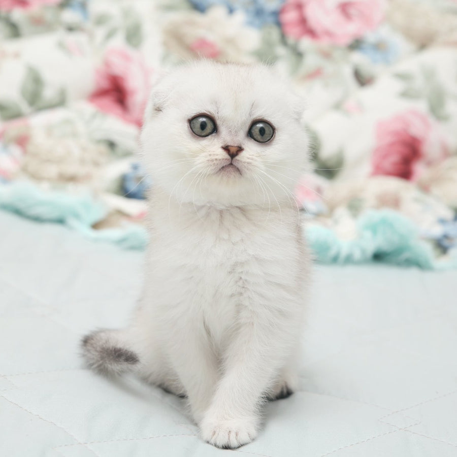 Haney Scottish Fold female, black silver shaded
