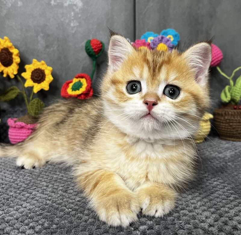 Joker Scottish Straight male black golden spotted tabby live animals
