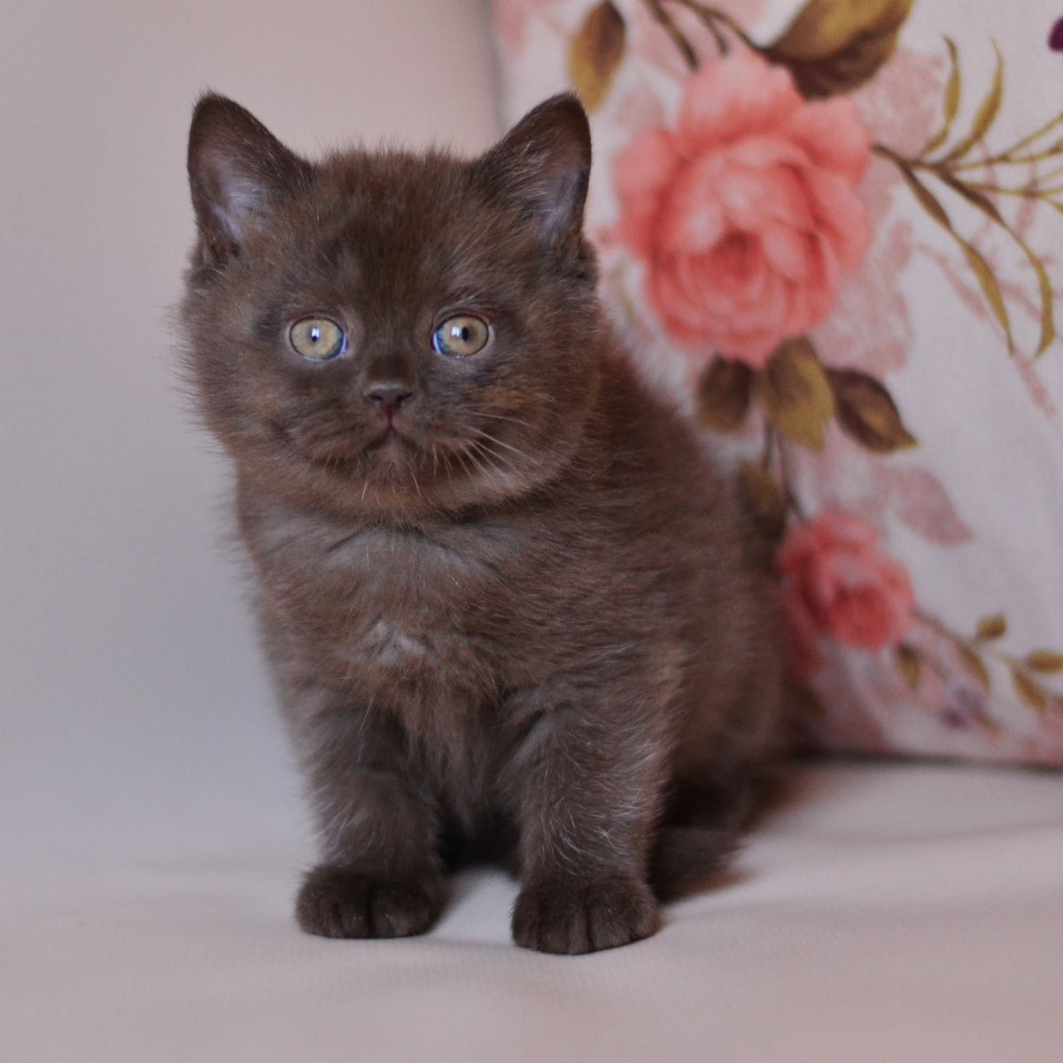 Milan British Shorthair male, chocolate