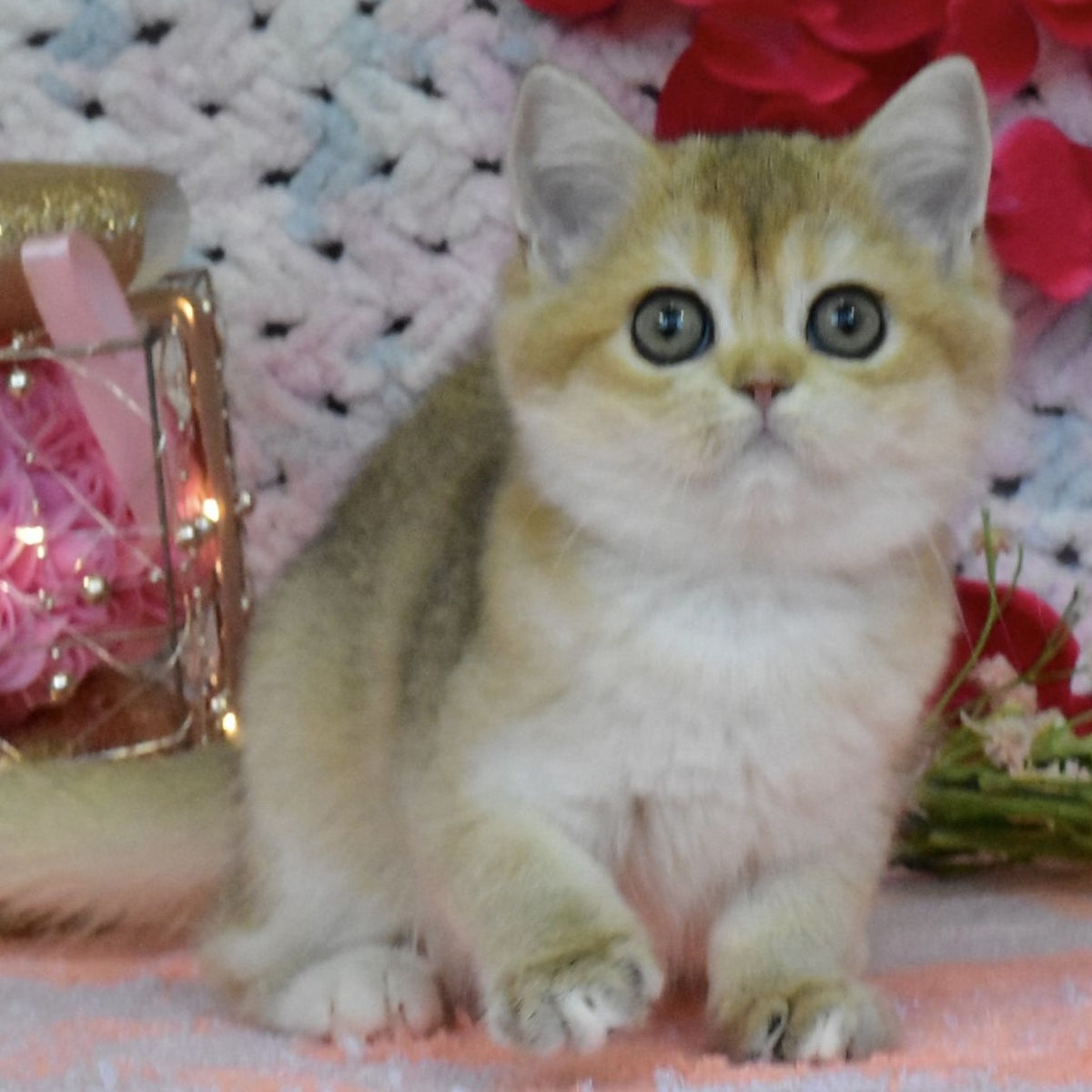 Halsey British Shorthair female, black golden shaded