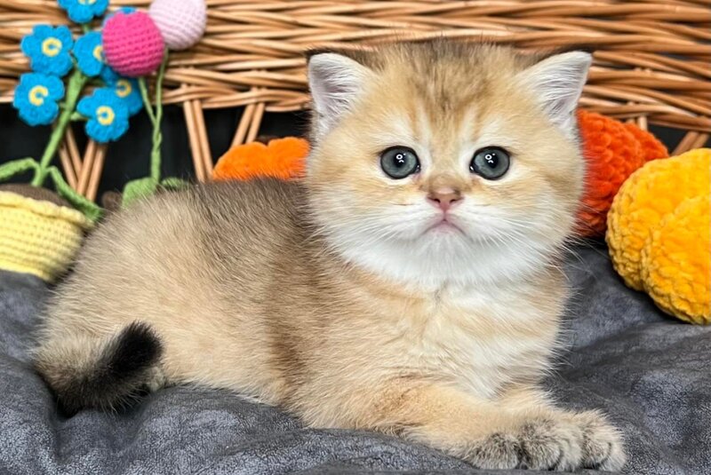 Flora Scottish Straight female, black golden shaded