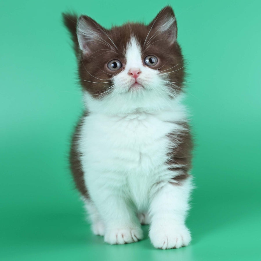 Jin British Shorthair male, chocolate bicolour