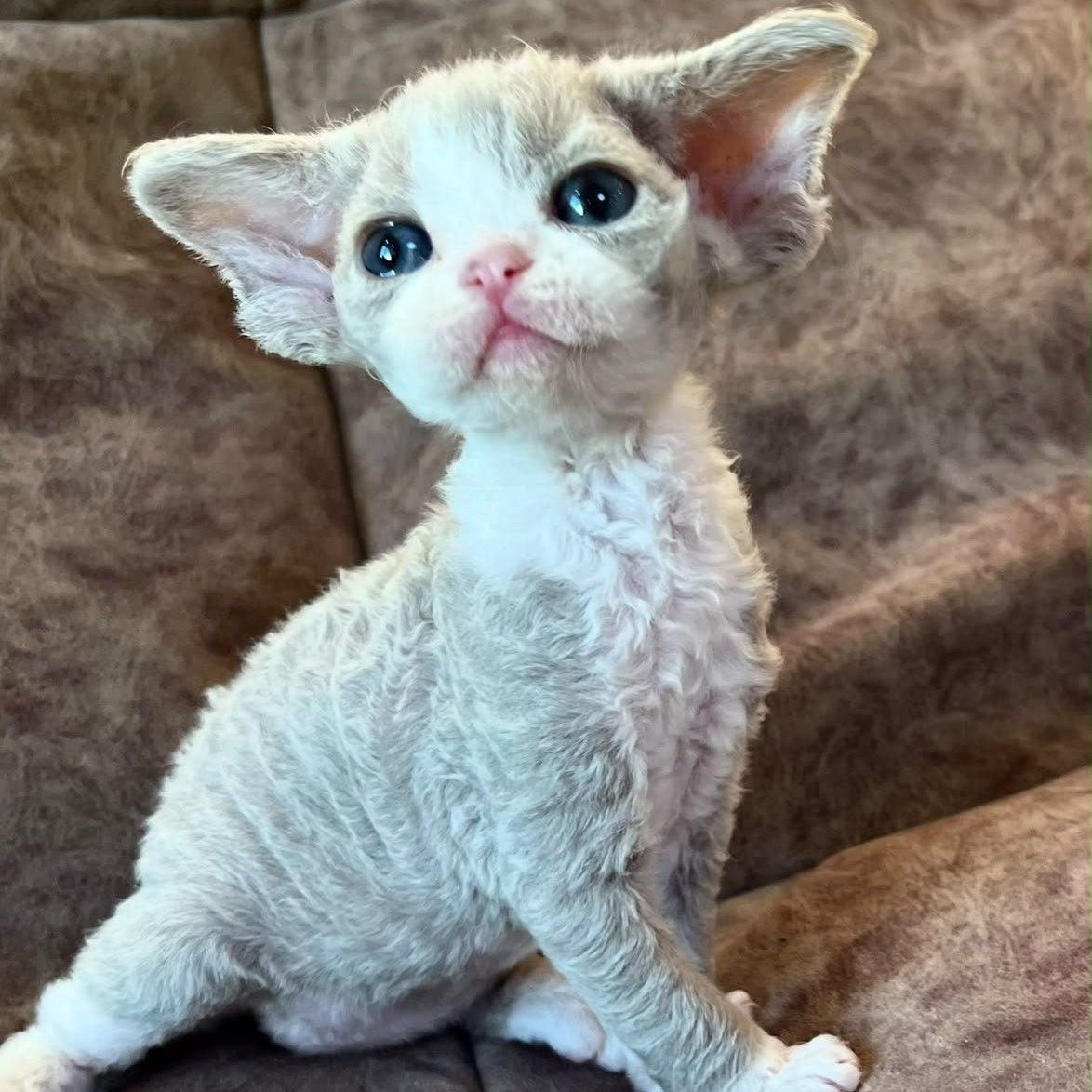 Vasilisa Devon Rex female, lilac bicolour