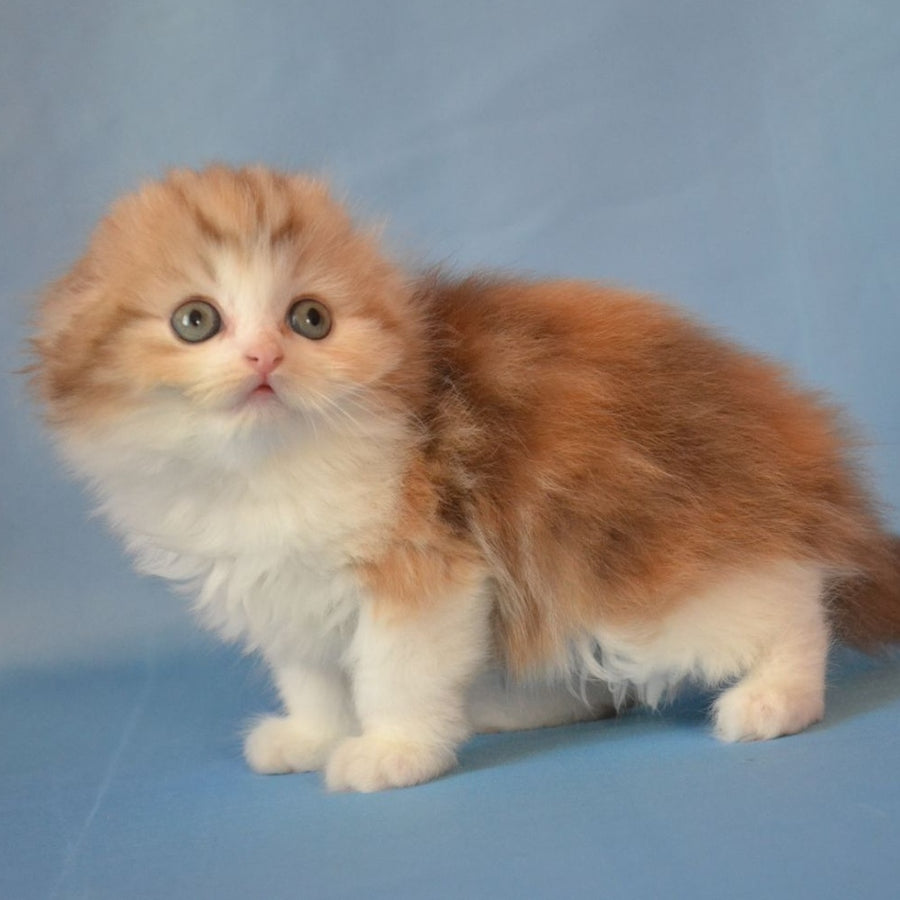 Rose Scottish Fold female, black tortie silver tabby bicolour