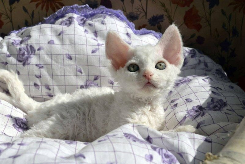 Charlie Devon Rex female, white