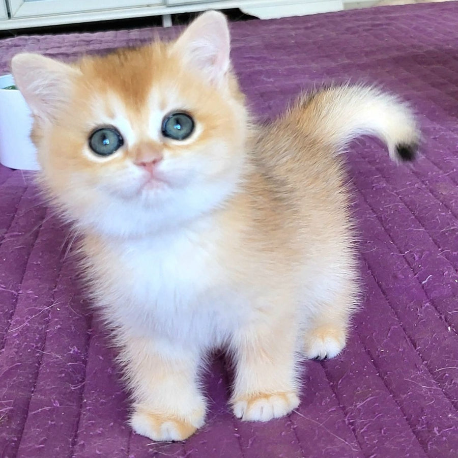 Yuna British Shorthair female, black golden chinchilla