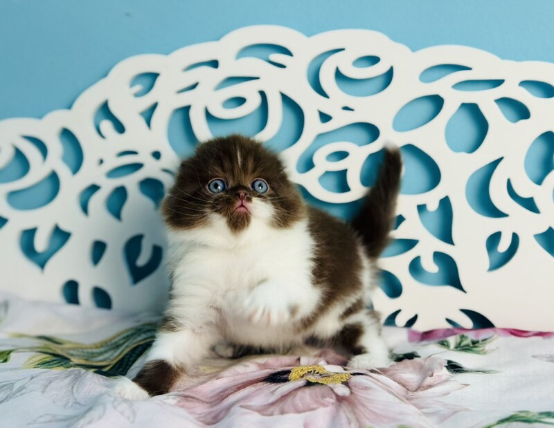 Xanti Scottish Fold male chocolate bicolour - live animals