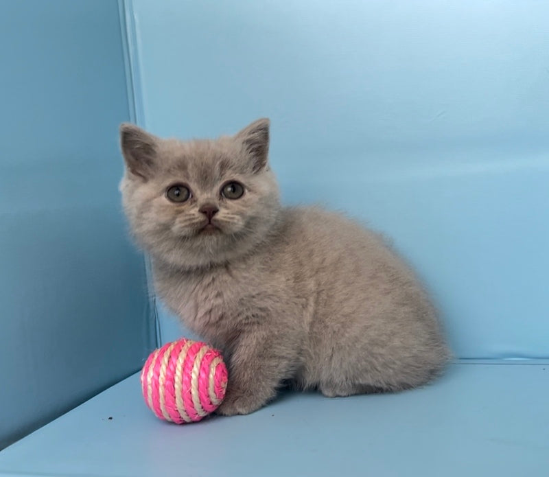 Yarina British Shorthair female lilac - live animals