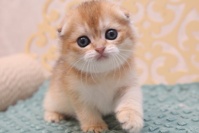 Gabbi Scottish Fold female black golden shaded - live animals