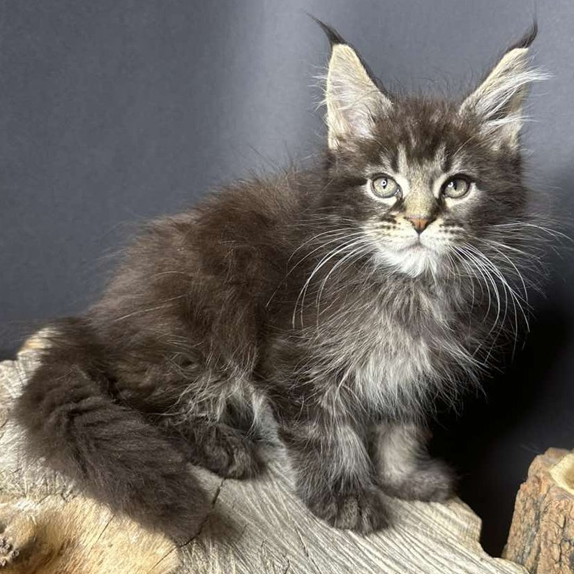 Sandra Maine Coon female, black silver ticked tabby