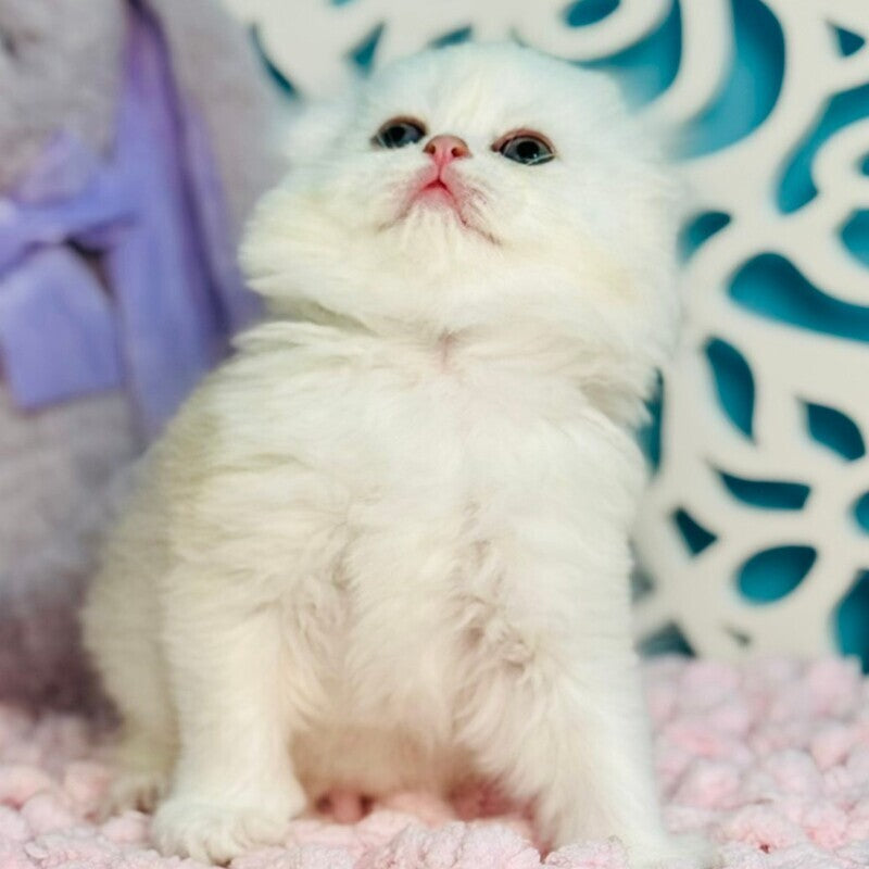 Coco Scottish Fold female, black silver shaded
