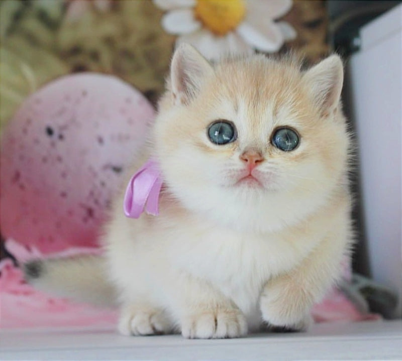 Fifa British Shorthair female blue golden chinchilla live animals