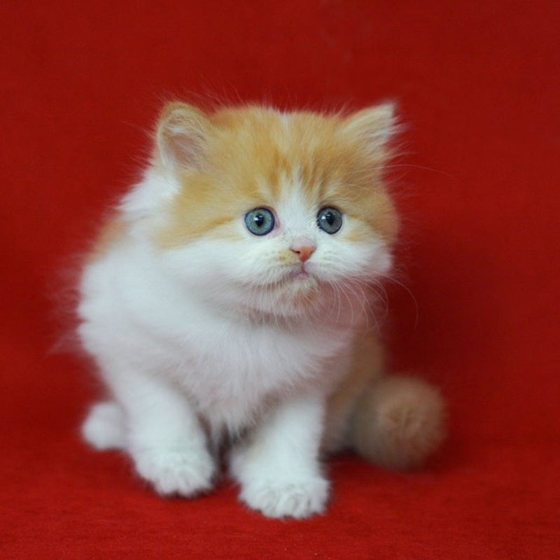 Top Top Scottish Straight male, red spotted tabby bicolour