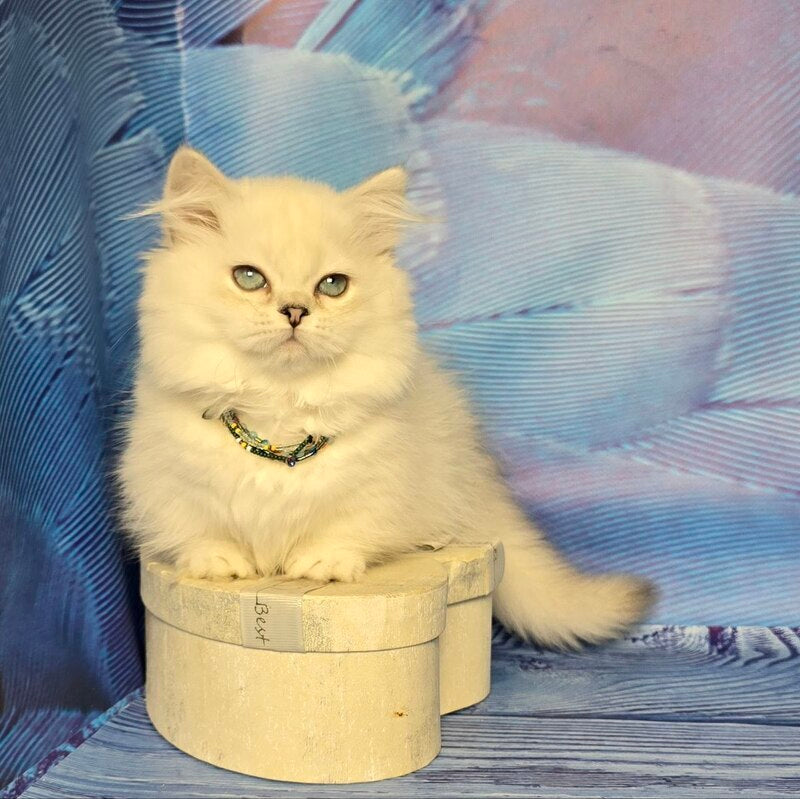 Tiffany Munchkin female, black silver shaded pointed