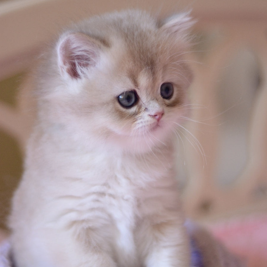 York British Longhair male, blue golden chinchilla