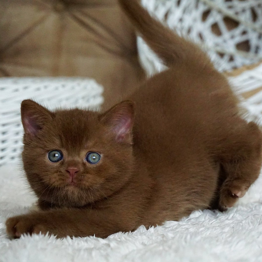 Miki British Shorthair male, cinnamon