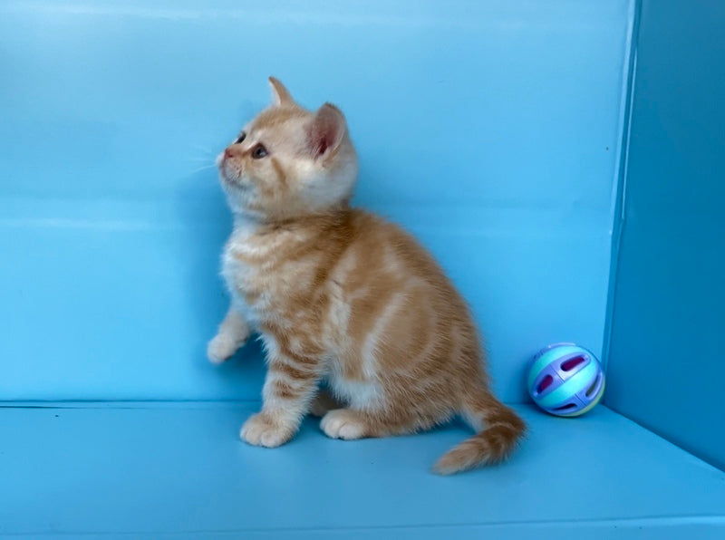 Wong-Pie British Shorthair male red silver tabby - live animals