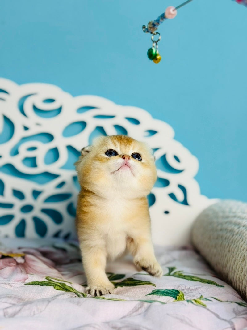 Yummy Scottish Fold male, black golden shaded