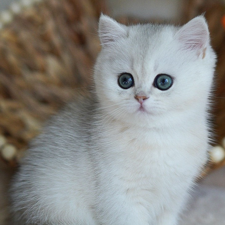 Cindy British Shorthair female, black silver shaded