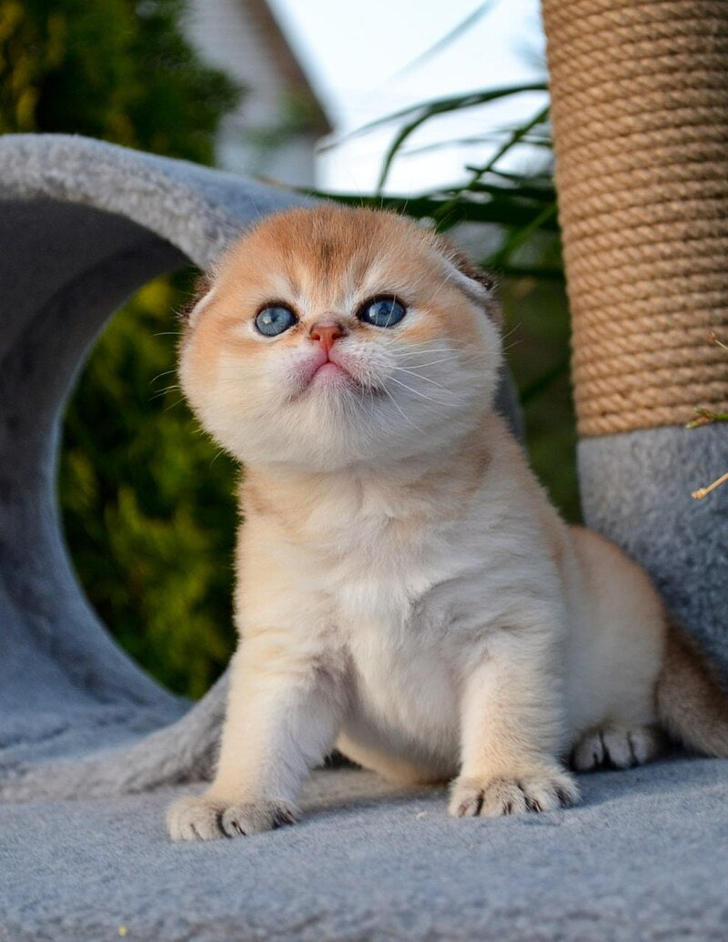 Garfild Scottish Fold male black golden shaded - live animals
