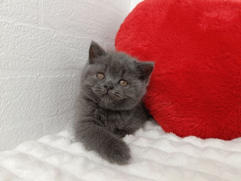 Willow Scottish Straight female, blue