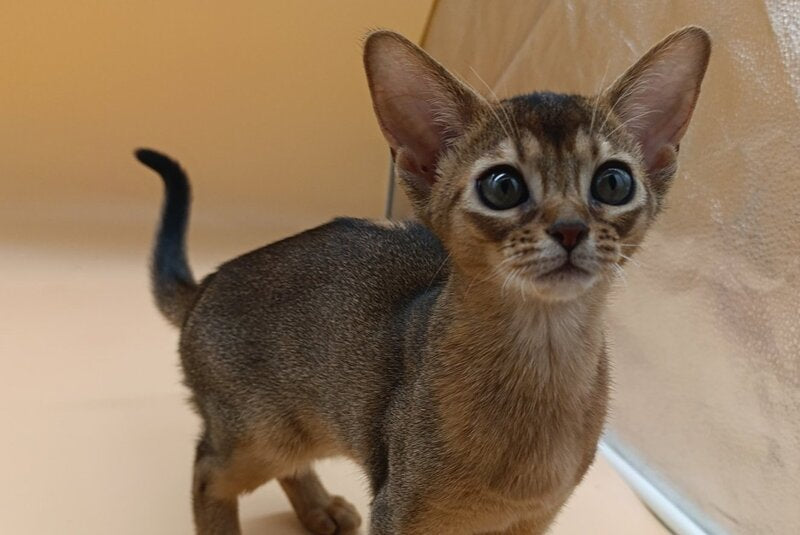 Laura Abyssinian female, ruddy