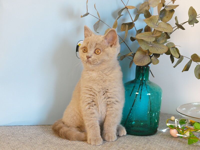 Nola British Shorthair female lilac - live animals
