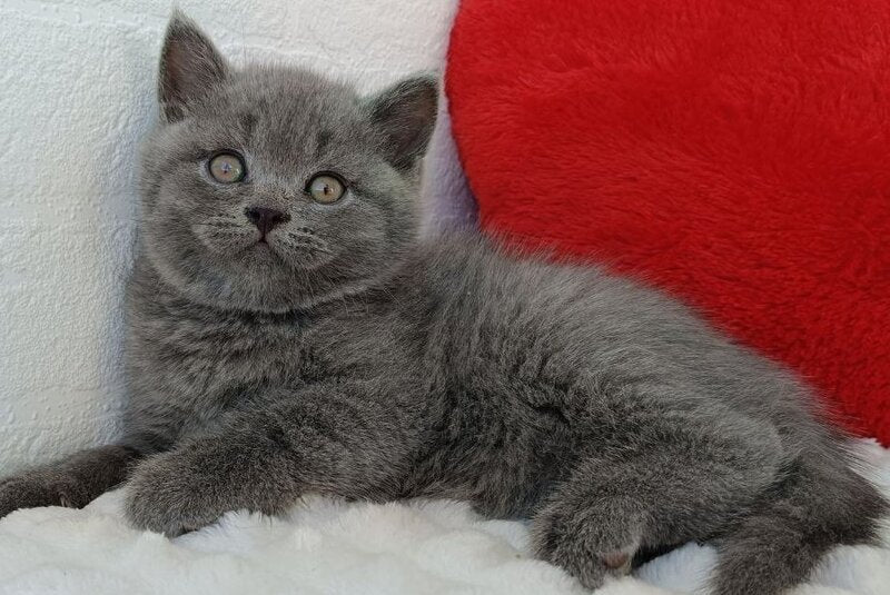 William Scottish Straight male blue - live animals